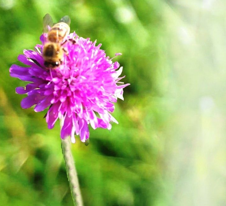Bara con sopra mazzo di fiori e candele