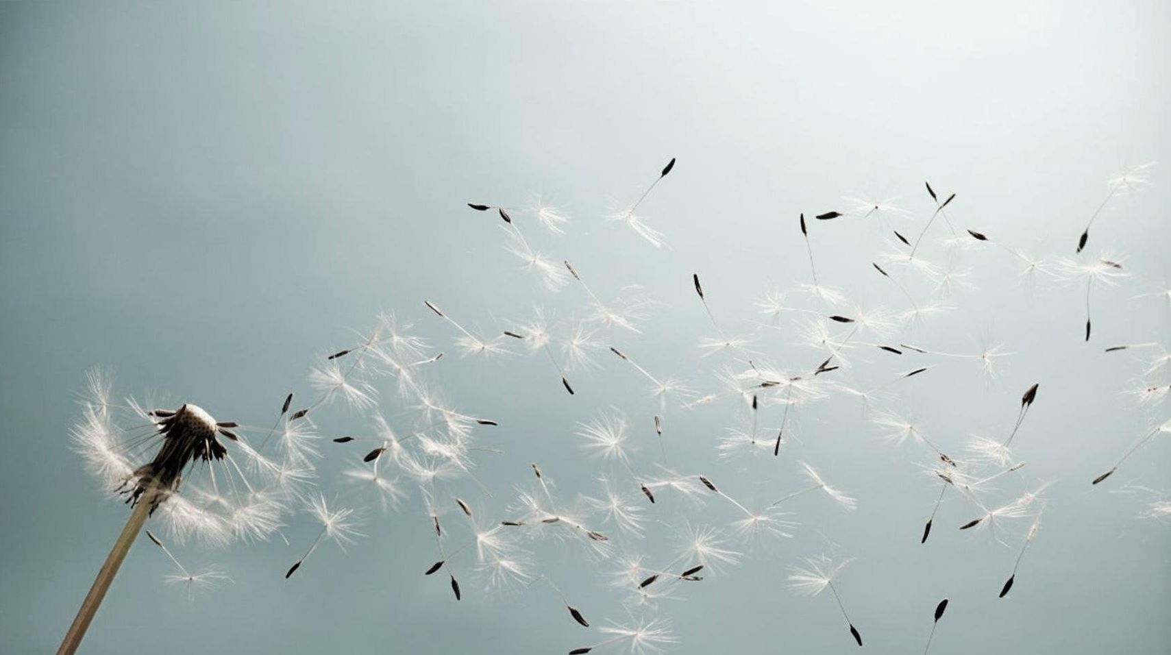 Donna con rosa rossa in mano accanto a una bara