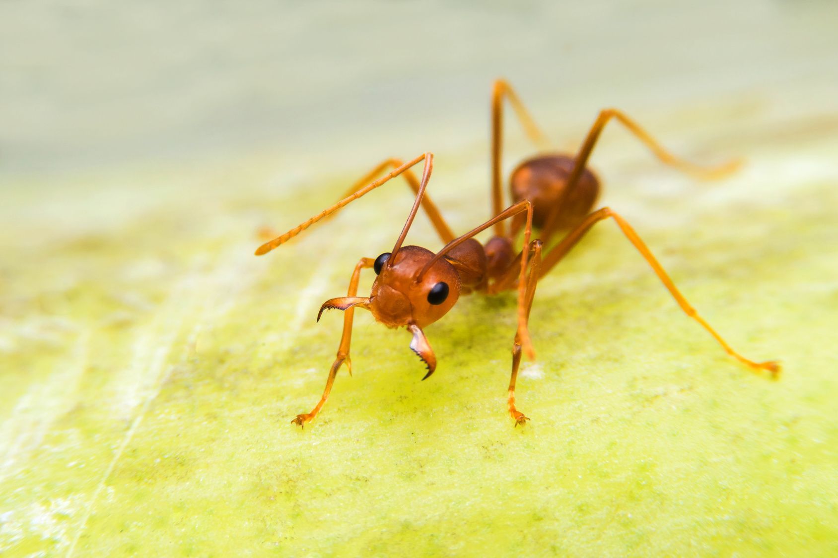 Pest Control
