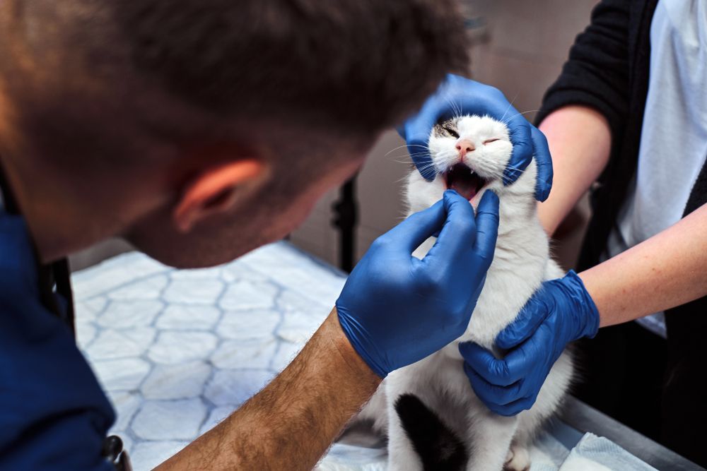 Veterinarian Examining a White Cat's Mouth — Palmwoods Veterinary Clinic In Palmwoods, QLD