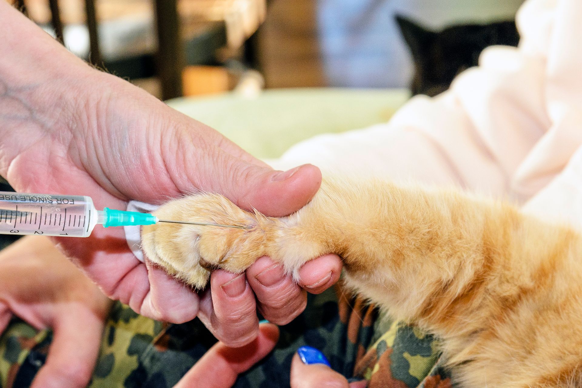 A Person Giving a Cat a Shot in Its Paw With a Syringe — Palmwoods Veterinary Clinic In Palmwoods, QLD