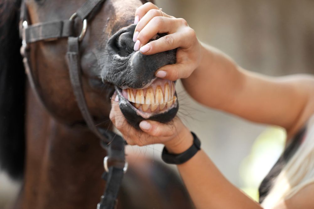 Person Examining a Horse's Teeth, Horse Wearing a Bridle — Palmwoods Veterinary Clinic In Palmwoods, QLD