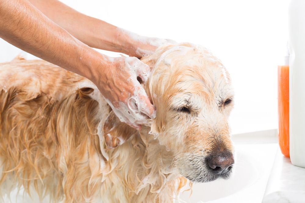 Person Washing a Golden Retriever Dog With Soapy Water — Palmwoods Veterinary Clinic In Palmwoods, QLD