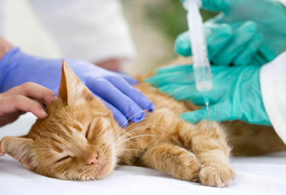 Orange Cat Receiving an Injection at a Vet Clinic — Palmwoods Veterinary Clinic In Palmwoods, QLD