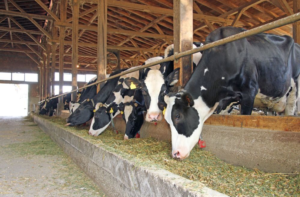 Cows Eating Hay in a Wooden Barn. Black and White Cows — Palmwoods Veterinary Clinic In Palmwoods, QLD