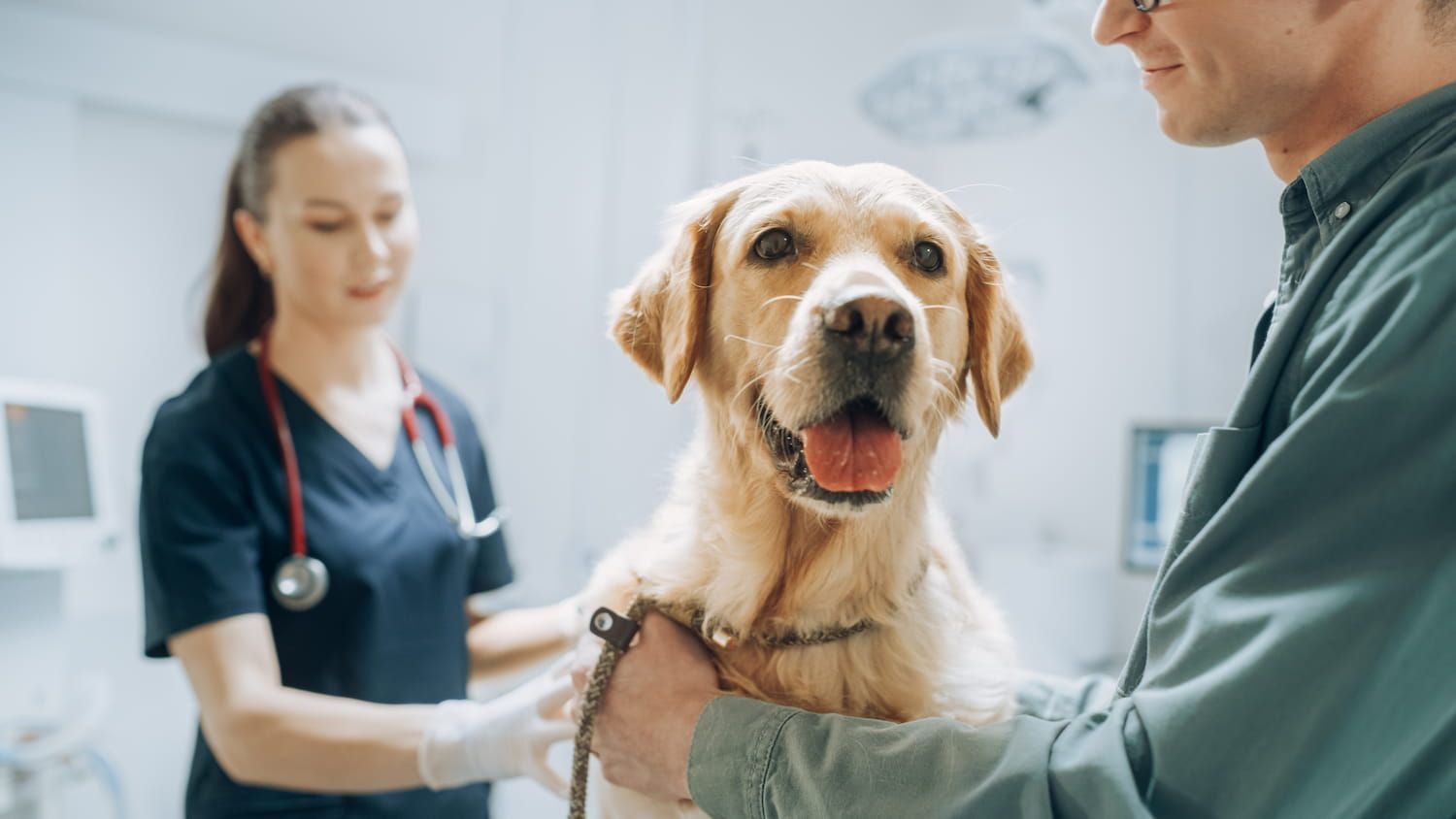 A Golden Retriever at The Vet's Office, Held by A Man, with A Veterinarian Observing. the Dog Looks Happy — Palmwoods Veterinary Clinic In Palmwoods, QLD