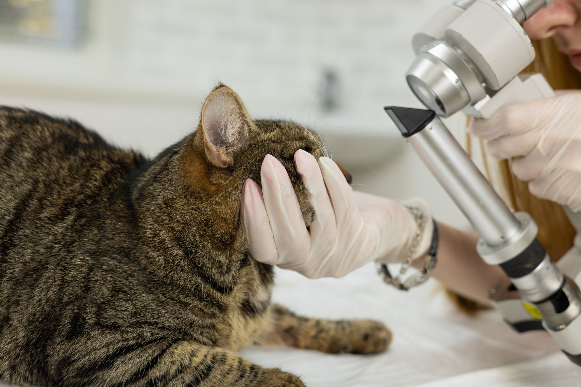 Cat Receiving Laser Eye Treatment by a Gloved Person — Palmwoods Veterinary Clinic In Palmwoods, QLD