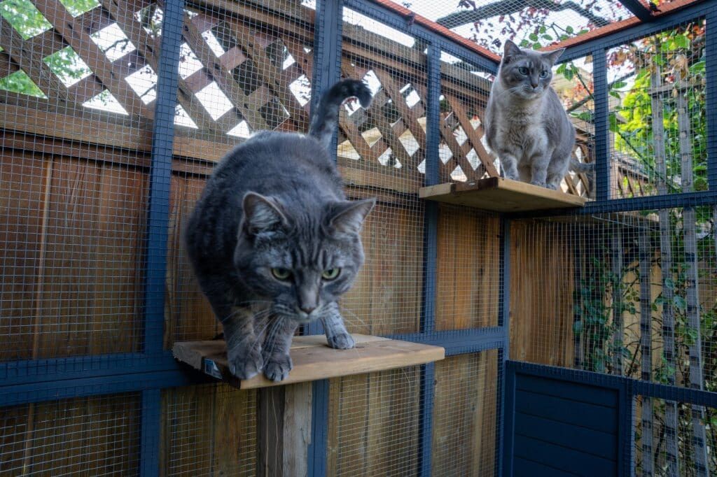Two Gray Cats on Wooden Shelves in an Outdoor Cat Enclosure, Looking Down, One With Tail Up — Palmwoods Veterinary Clinic In Palmwoods, QLD