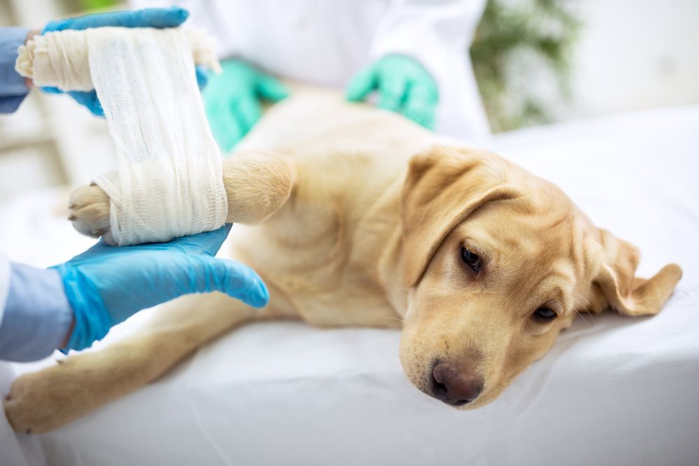 Dog With Bandaged Paw on Examination Table — Palmwoods Veterinary Clinic In Palmwoods, QLD