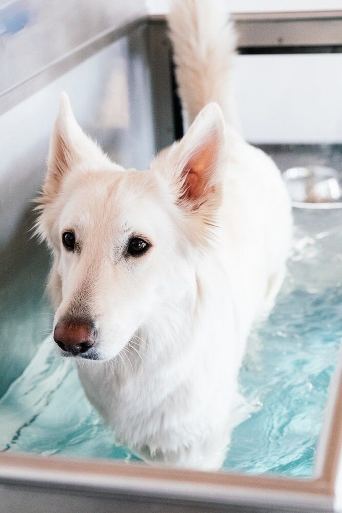 A Veterinarian in A White Coat and Blue Gloves Holds a Gray Tabby Cat at A Vet Clinic — Palmwoods Veterinary Clinic In Palmwoods, QLD