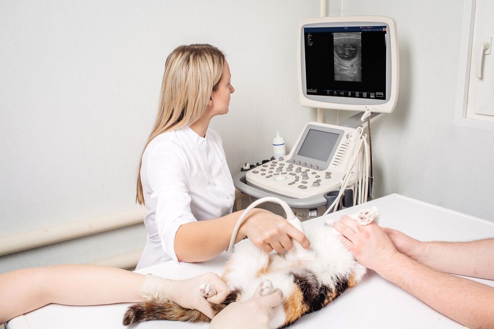 Veterinarian Performing an Ultrasound on a Cat — Palmwoods Veterinary Clinic In Palmwoods, QLD