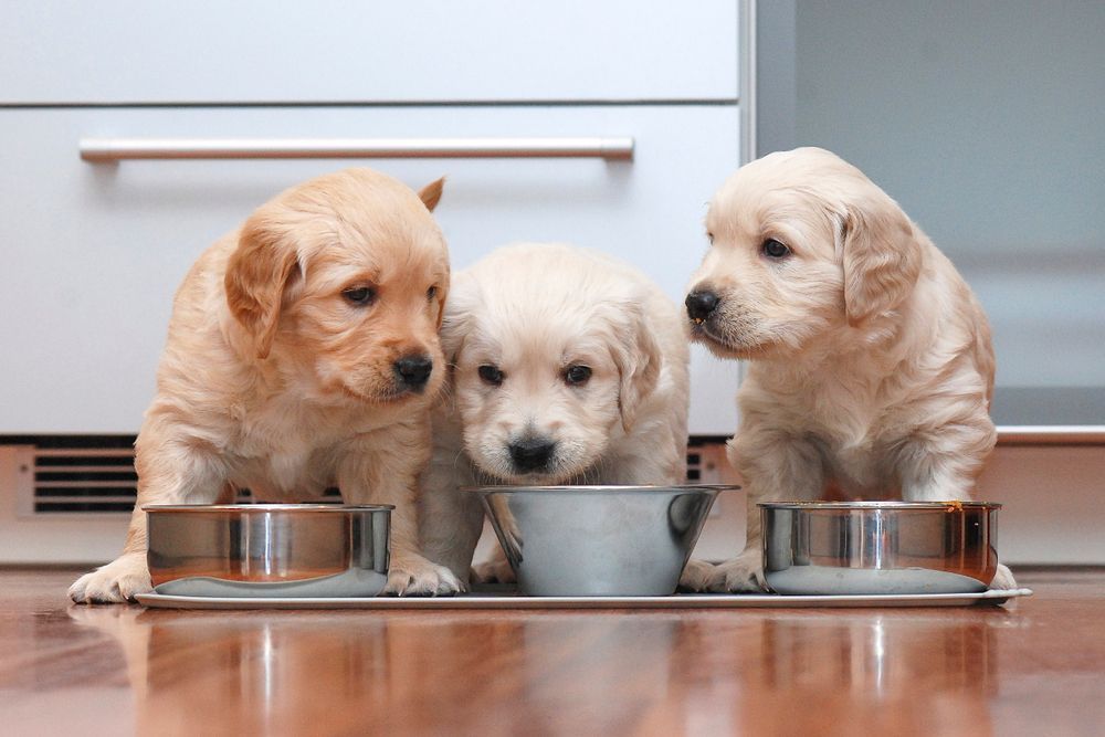 Three Golden Retriever Puppies Eating From Metal Bowls — Palmwoods Veterinary Clinic In Palmwoods, QLD