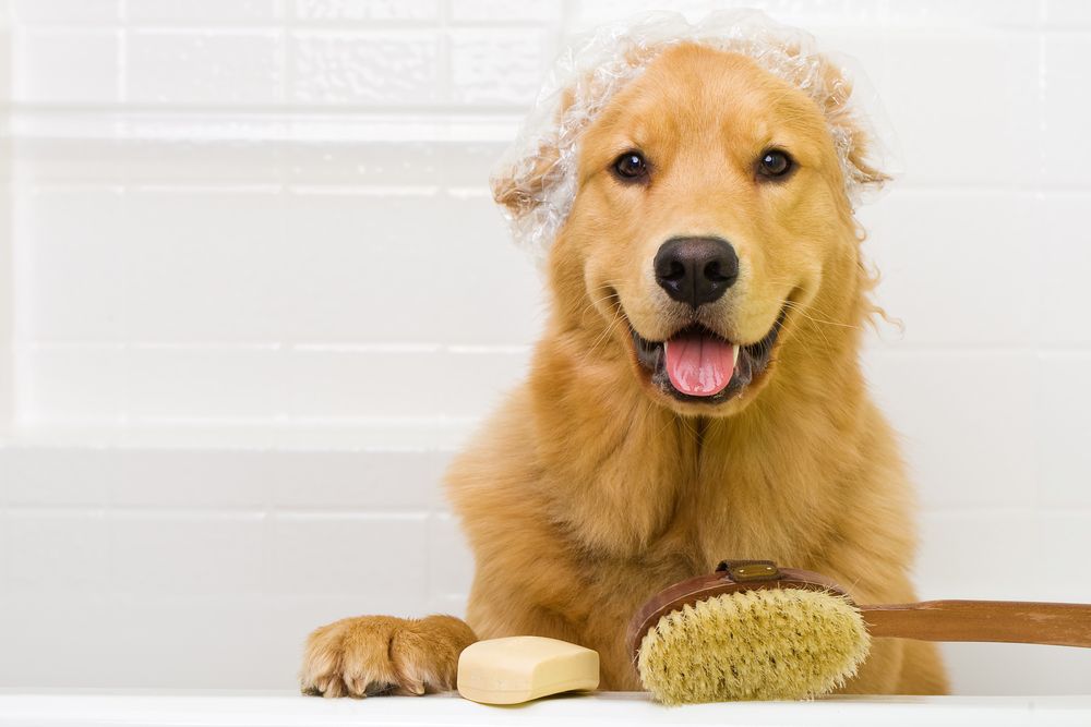Golden Retriever in A Bathtub with Soapy Head and Smiling, Holding a Brush and Soap Bar — Palmwoods Veterinary Clinic In Palmwoods, QLD