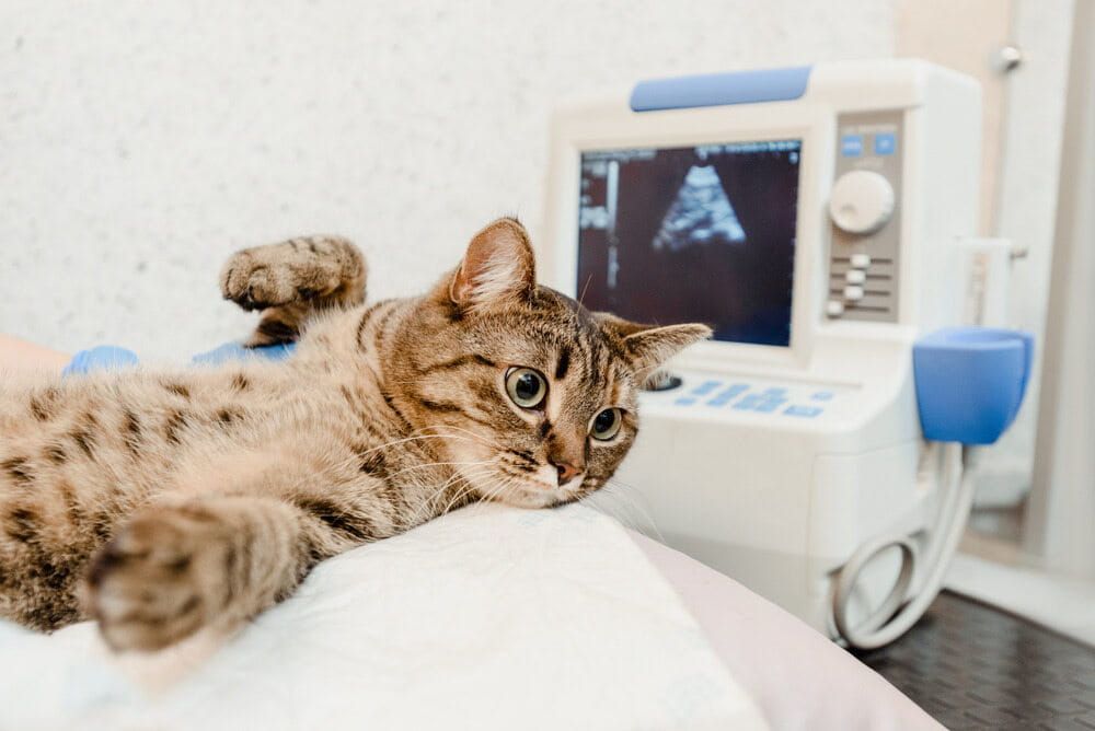 A Tabby Cat Getting an Ultrasound in A Vet's Office, with A Medical Machine in The Background and The Cat Looking at The Camera — Palmwoods Veterinary Clinic In Palmwoods, QLD