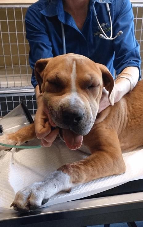 Dog at Vet: Brown and White Pit Bull Examined by A Person in Blue Scrubs, with A Bandaged Front Paw — Palmwoods Veterinary Clinic In Palmwoods, QLD