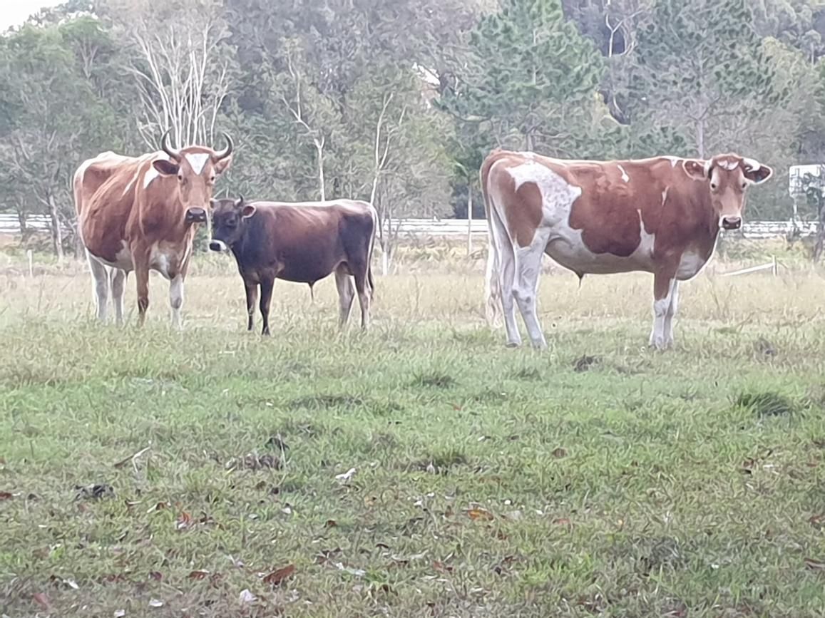 Three Cows Standing in A Grassy Field. Two Are Brown and White, the Other Is Dark Brown. Trees Are in The Background — Palmwoods Veterinary Clinic In Palmwoods, QLD