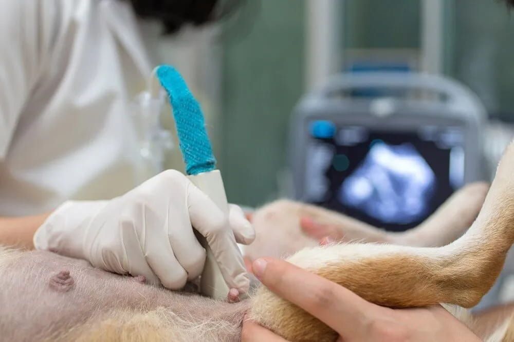 A Veterinarian Performs an Ultrasound on A Dog's Abdomen, Using a Probe. the Dog's Legs Are Visible — Palmwoods Veterinary Clinic In Palmwoods, QLD