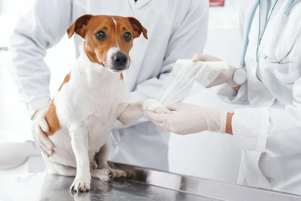 Dog Getting Paw Bandaged by A Veterinarian in A Clinic Setting. the Dog Is a Jack Russell Terrier, with Brown and White Fur — Palmwoods Veterinary Clinic In Palmwoods, QLD