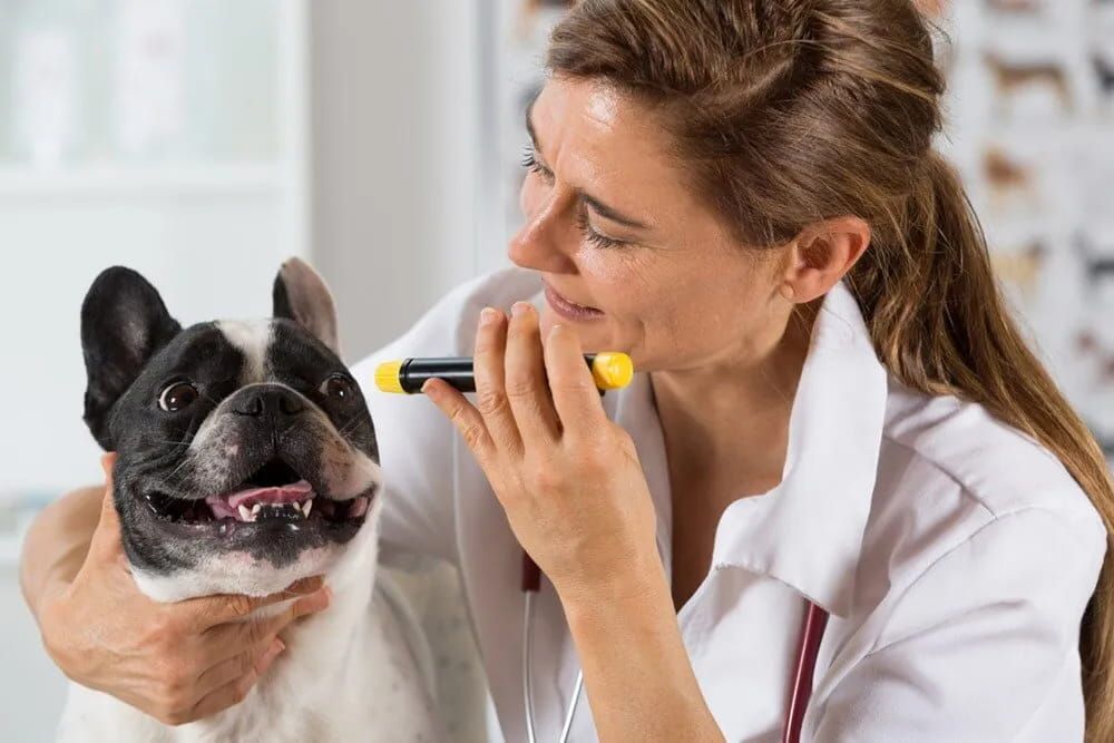 Veterinarian Examining a Black and White French Bulldog's Eye with A Penlight in A Clinic Setting — Palmwoods Veterinary Clinic In Palmwoods, QLD