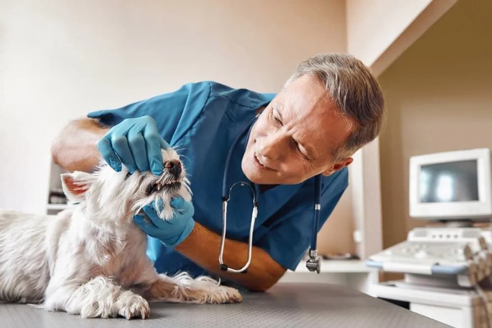 Veterinarian in Blue Scrubs Examining a Small White Dog's Teeth in An Exam Room, Stethoscope Around His Neck — Palmwoods Veterinary Clinic In Palmwoods, QLD