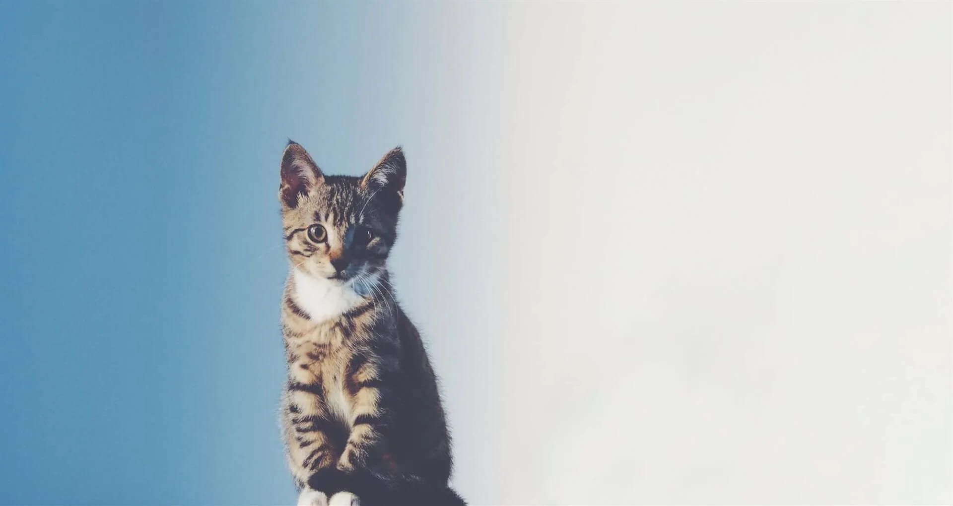 A Tabby Cat with White Chest Sits Against a Blue Sky that Fades Into White — Palmwoods Veterinary Clinic In Palmwoods, QLD