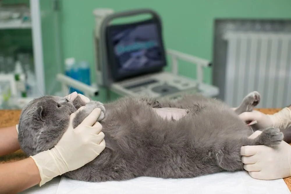 A Gray Cat Receiving an Abdominal Ultrasound at A Vet Clinic; Medical Professionals Are Holding the Cat in Place — Palmwoods Veterinary Clinic In Palmwoods, QLD