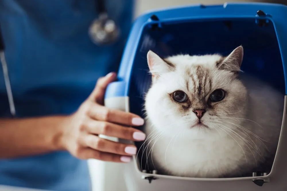 A Fluffy White Cat with A Serious Expression in A Blue Pet Carrier, Held by A Person in Blue Scrubs at A Vet Clinic — Palmwoods Veterinary Clinic In Palmwoods, QLD