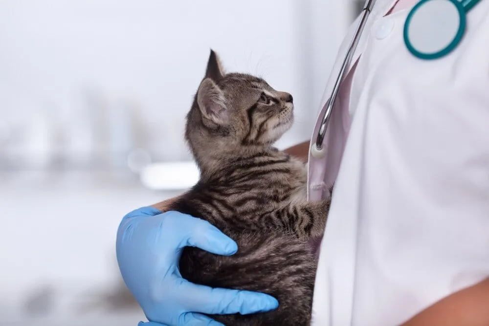 A Veterinarian in A White Coat and Blue Gloves Holds a Gray Tabby Cat at A Vet Clinic — Palmwoods Veterinary Clinic In Palmwoods, QLD