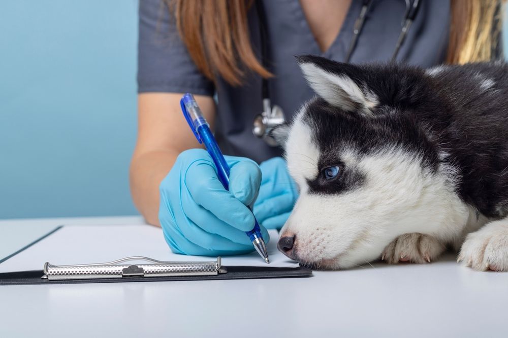 Veterinarian in blue gloves writing on clipboard next to a husky puppy with blue eyes.— Palmwoods Veterinary Clinic In Palmwoods, QLD