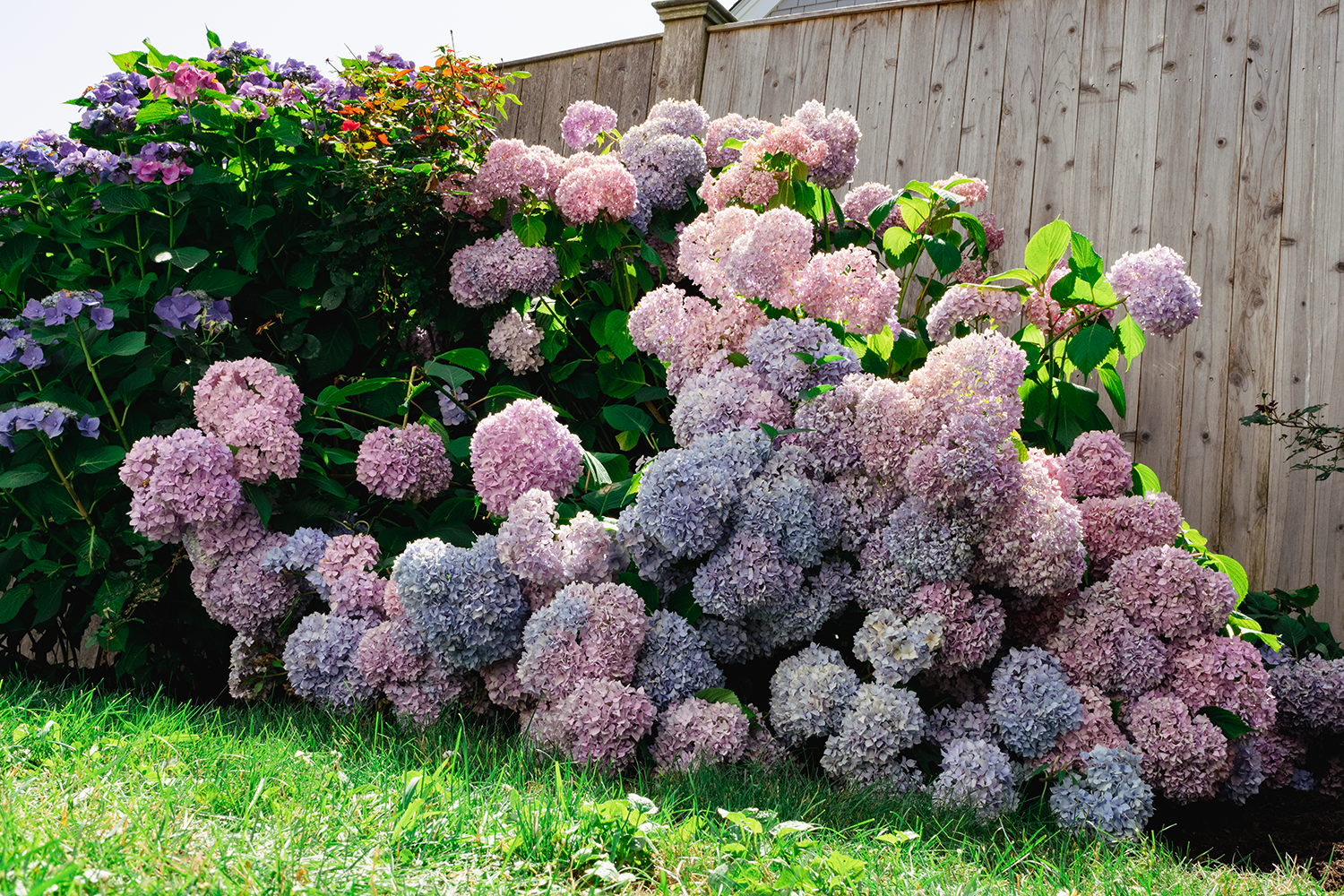 bush planting near me