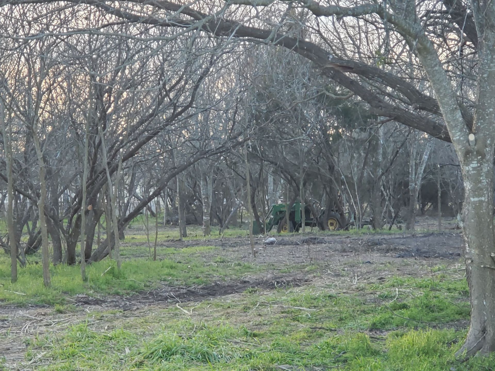 Bare trees in a grassy field; a tractor sits in the distance.