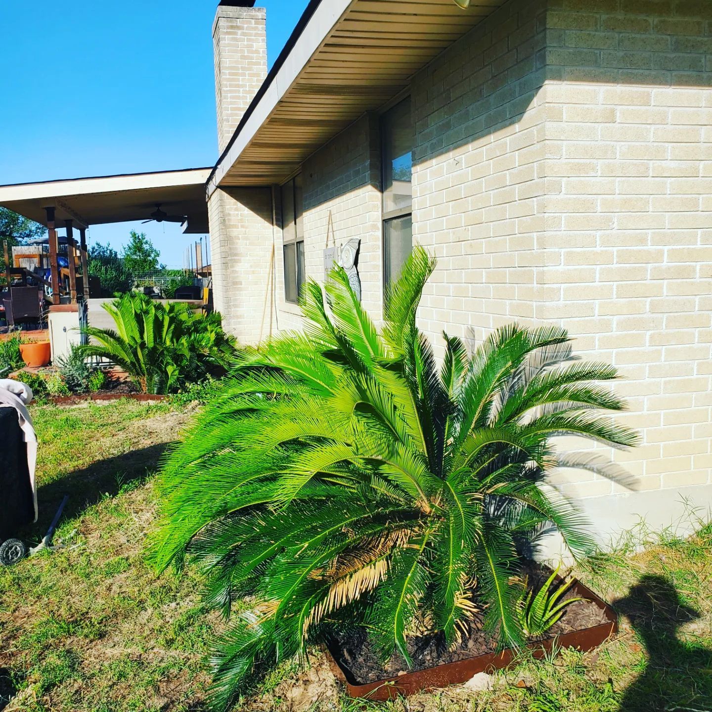 A lush green cycad plant grows beside a light brick house on a sunny day.