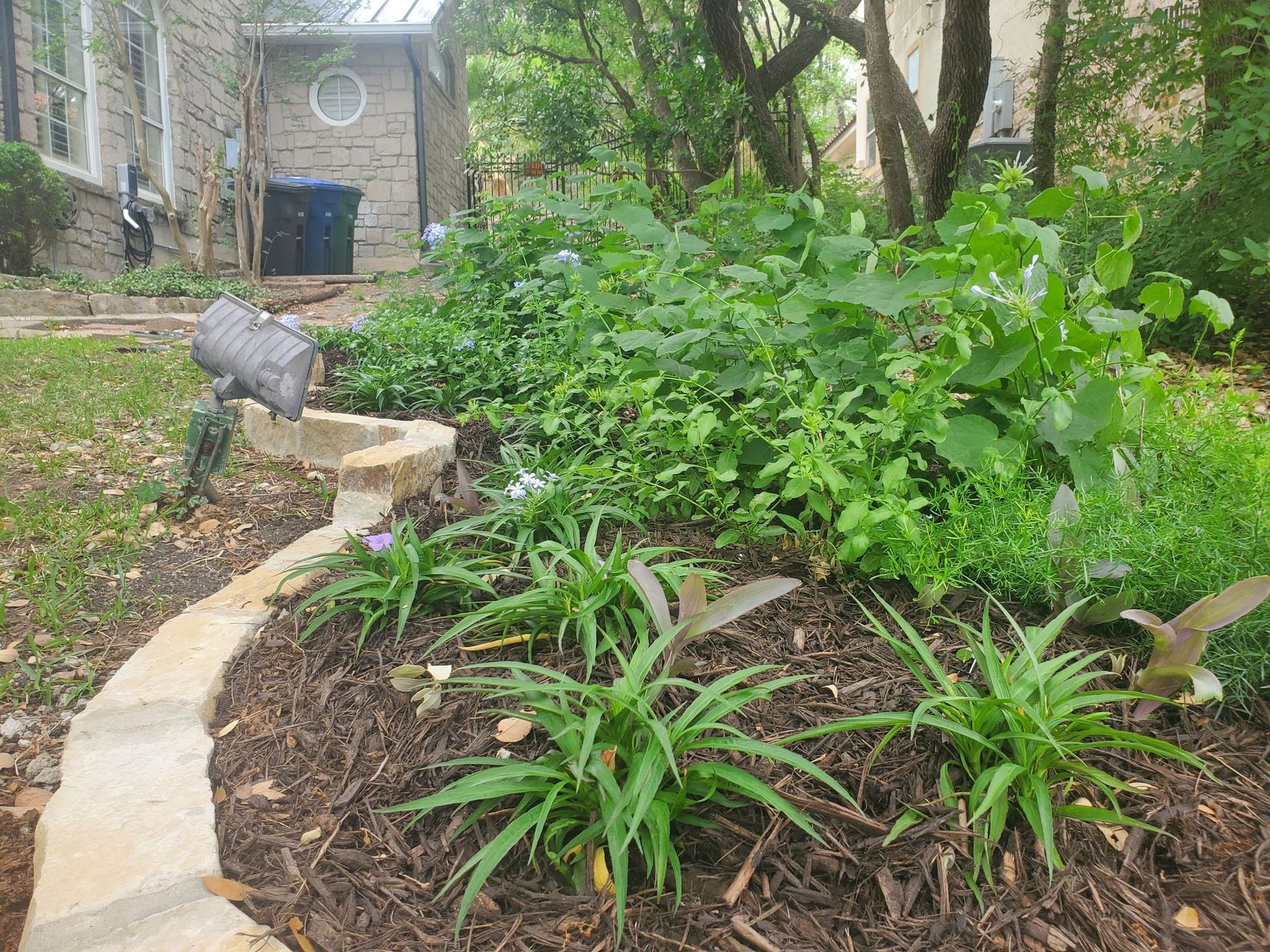 Stone-lined garden bed with green plants, mulch, and a house in the background.