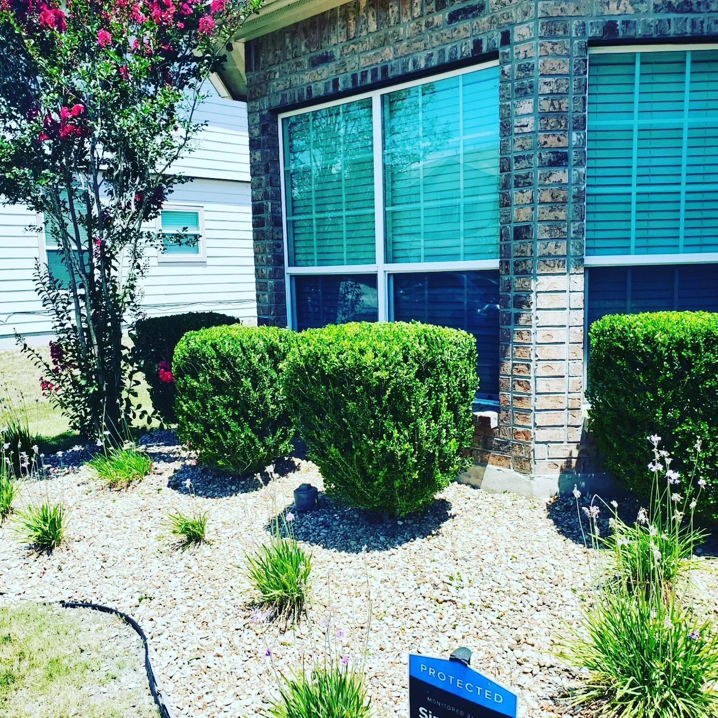 Lush, trimmed green bushes in front of a brick house with large windows. Beige gravel and small plants in the bed.