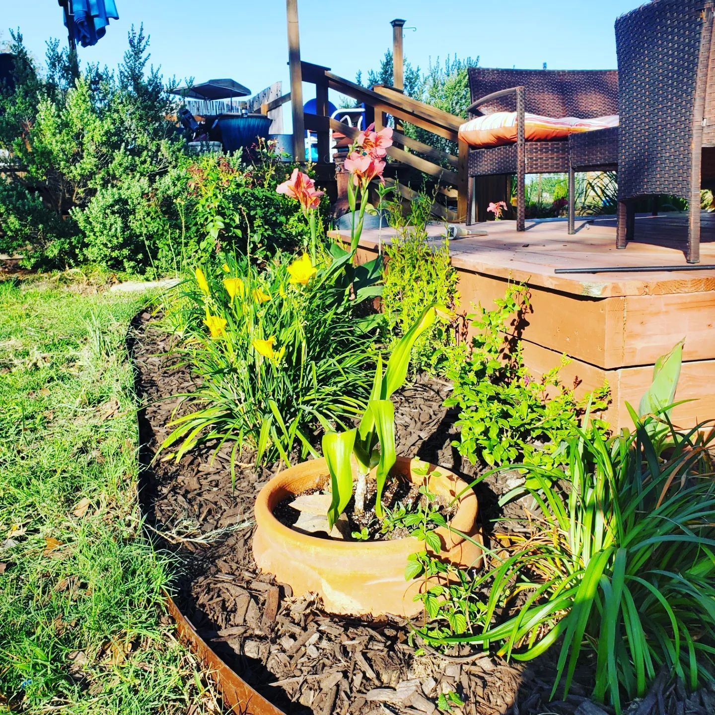 Flower bed with colorful blooms, mulch, and a clay pot next to a wooden deck. Sunny outdoor setting.