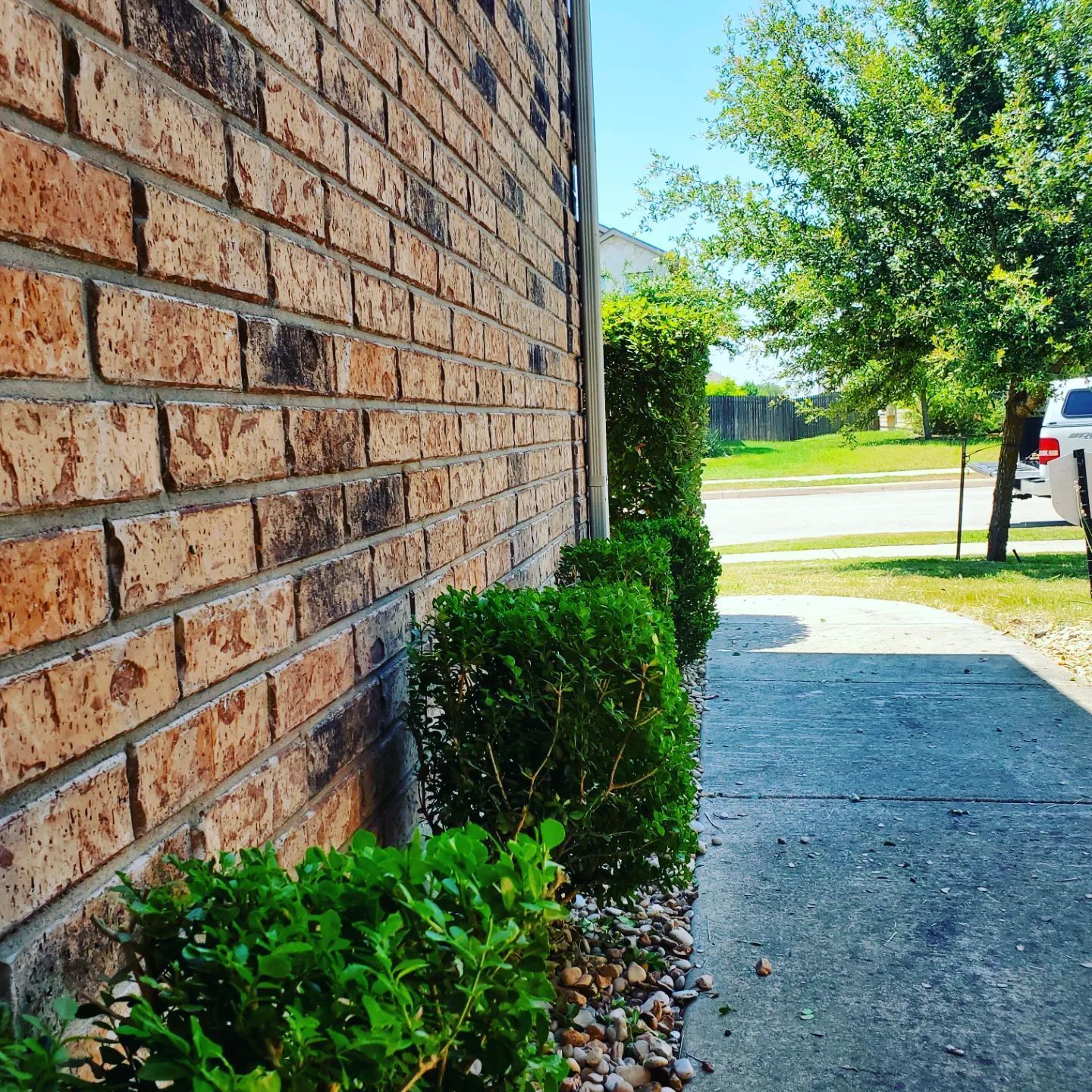 Brick wall next to a sidewalk with trimmed green bushes and a tree under a blue sky.