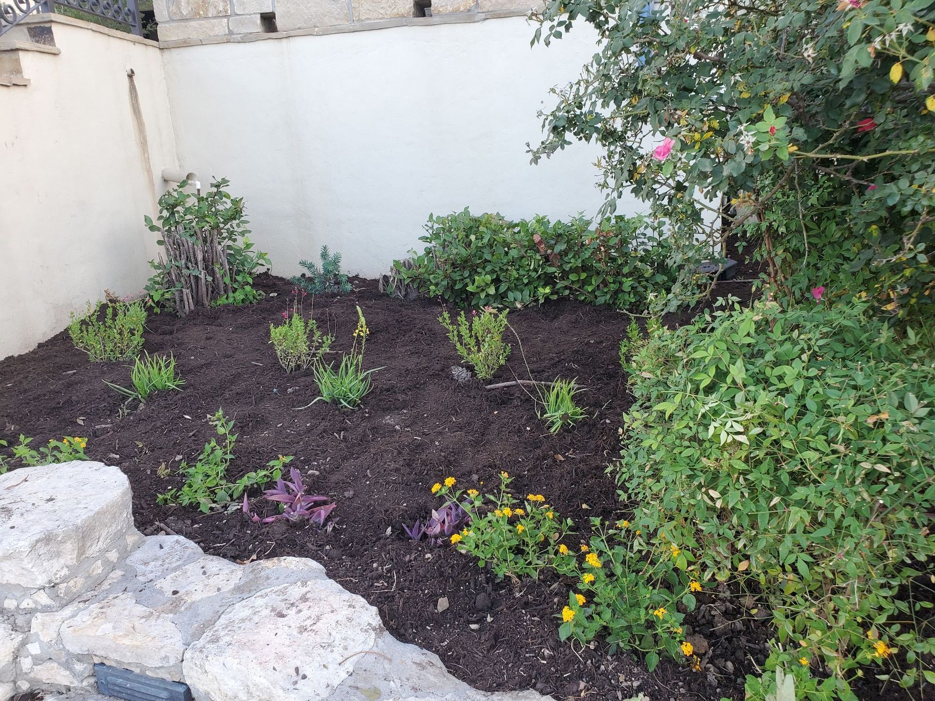 Garden bed with mulch and various green plants and yellow flowers against a white wall.