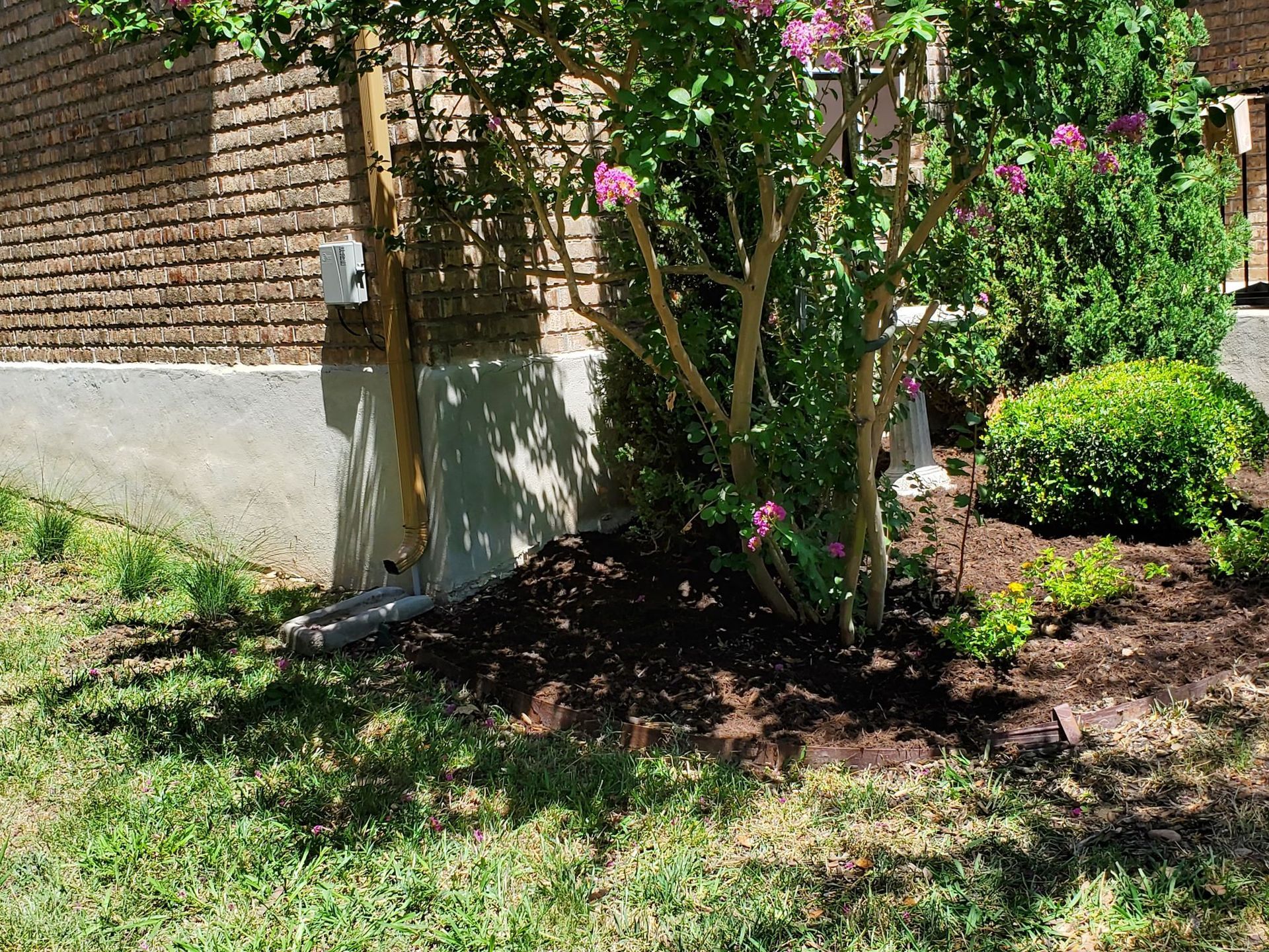Flowering shrub in front of a brick building. Mulch at the base, with green grass in the foreground.