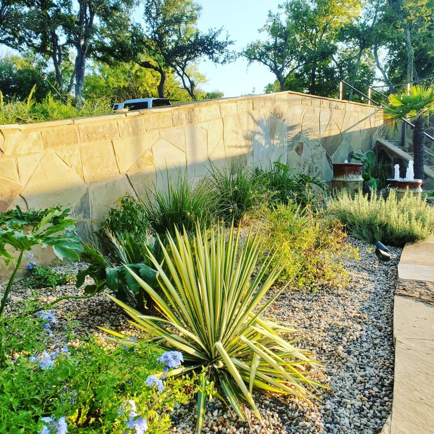 A sunny garden bed with a stone wall and various green plants and a spiky yucca.