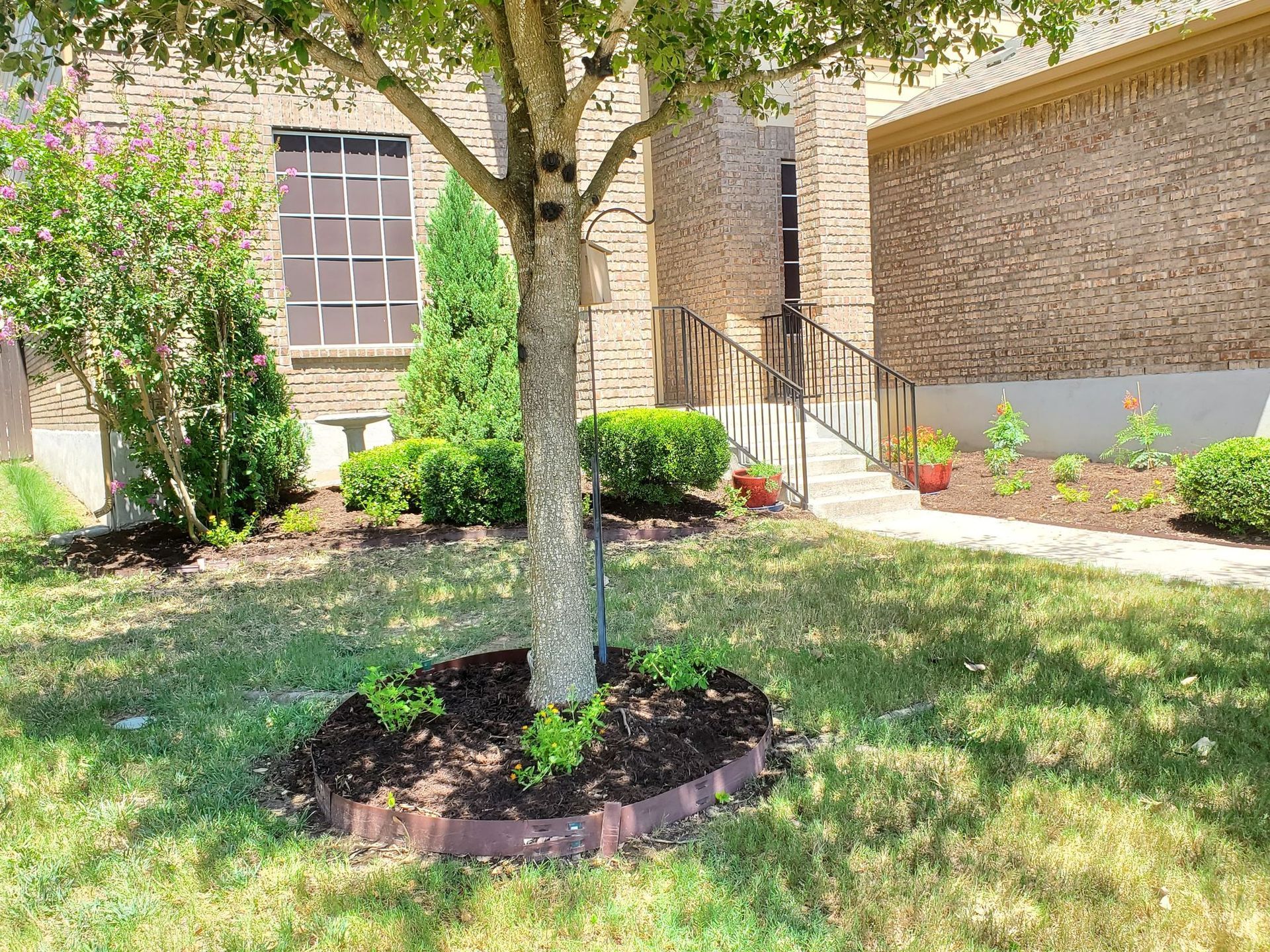 Tree in front yard with mulched flower bed, green grass, and brick building background.