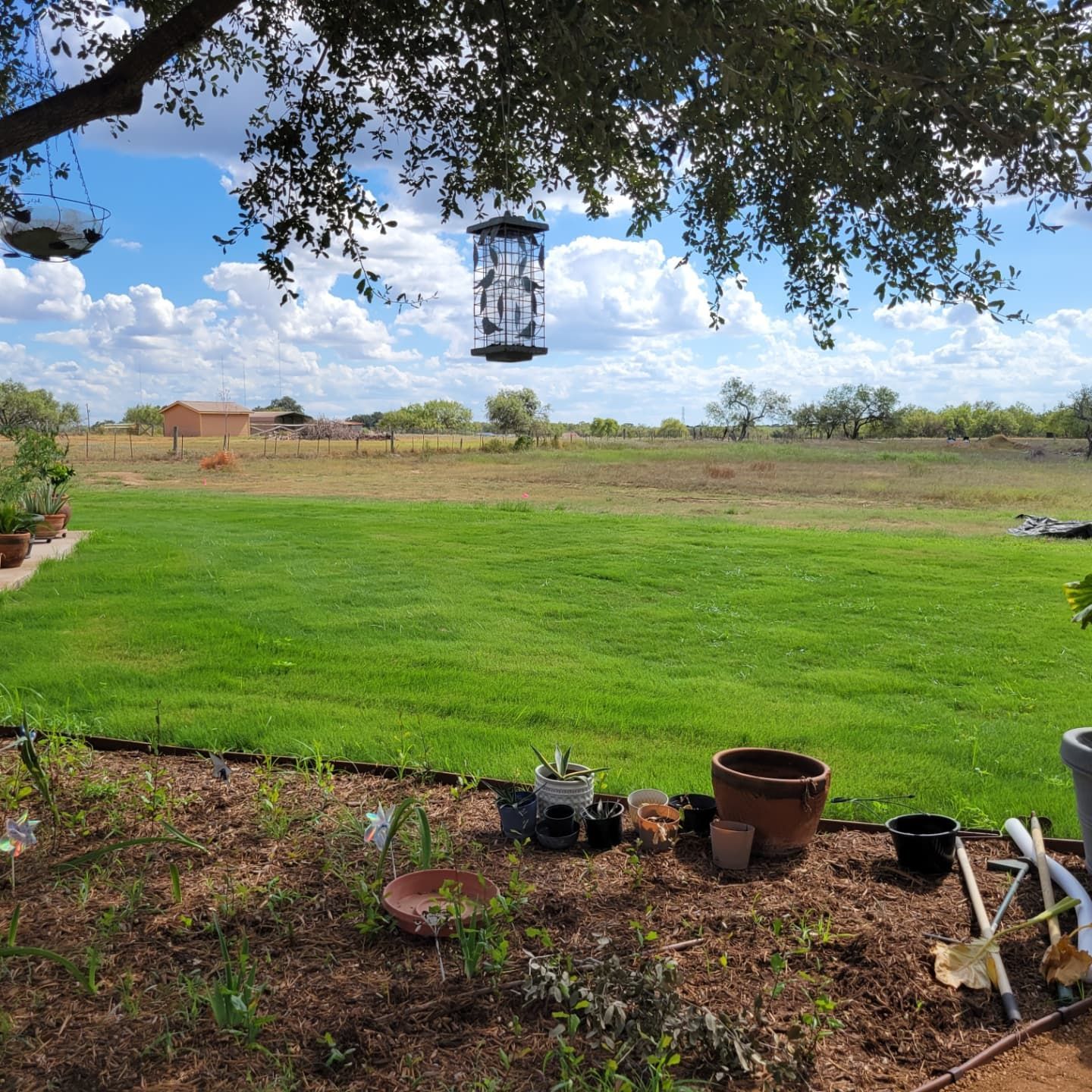 Lush green lawn with a bird feeder, garden bed, and a distant house under a blue, cloudy sky.