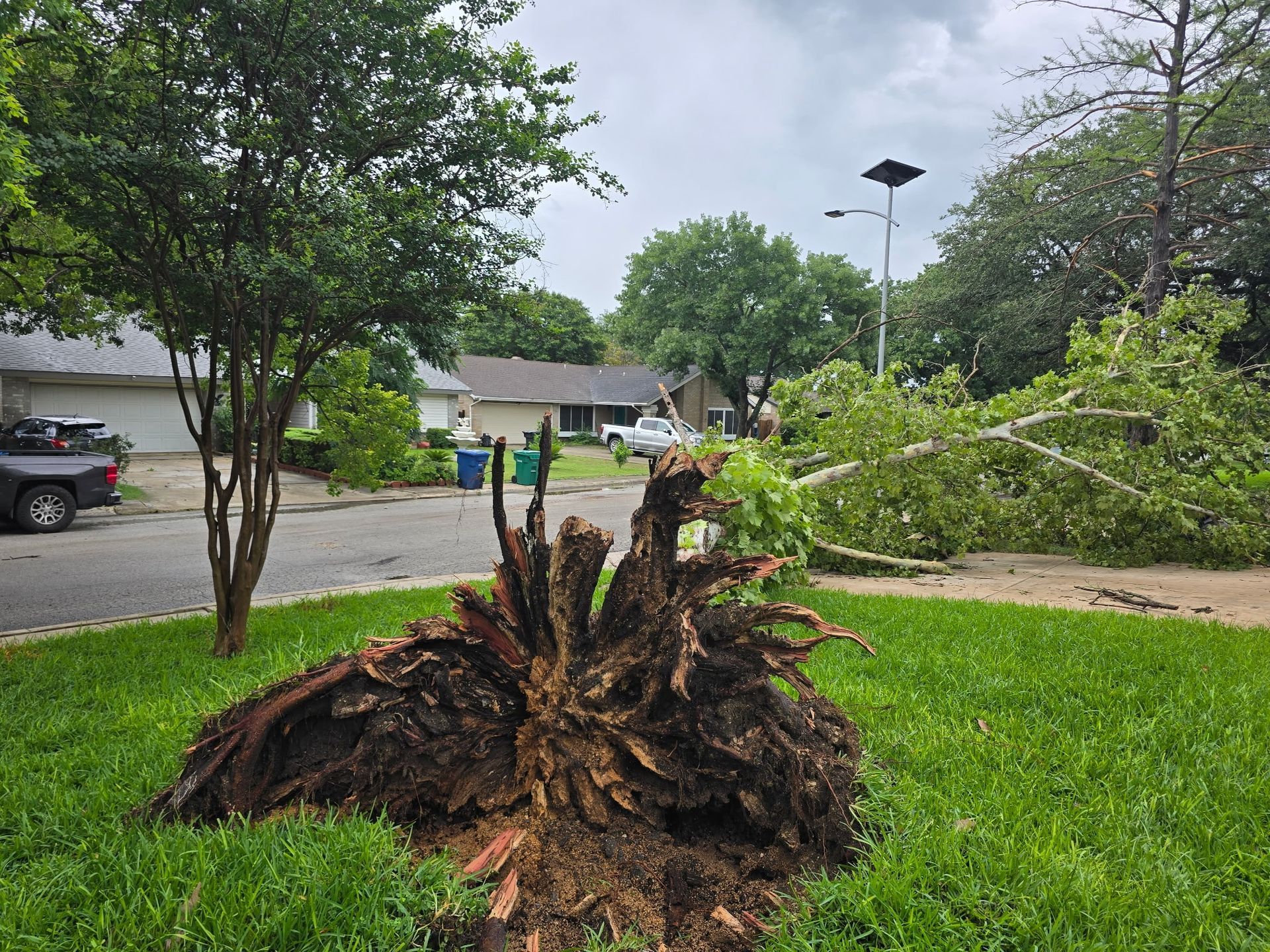 Uprooted tree lies on green lawn, blocking street after storm. Houses and people visible in the background.