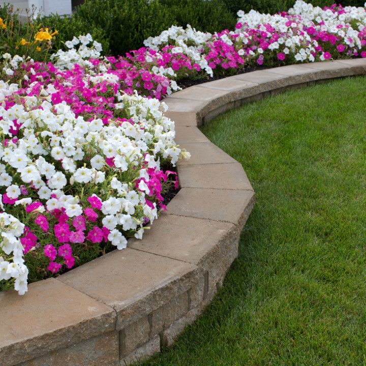 Curved brick flower bed filled with white and pink petunias, beside green lawn.