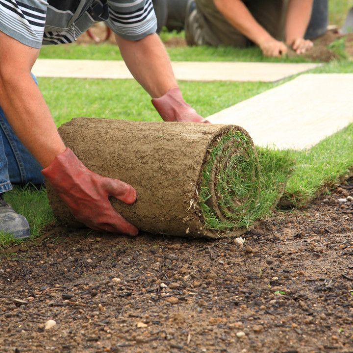 Person in gloves rolling out sod onto prepared soil.