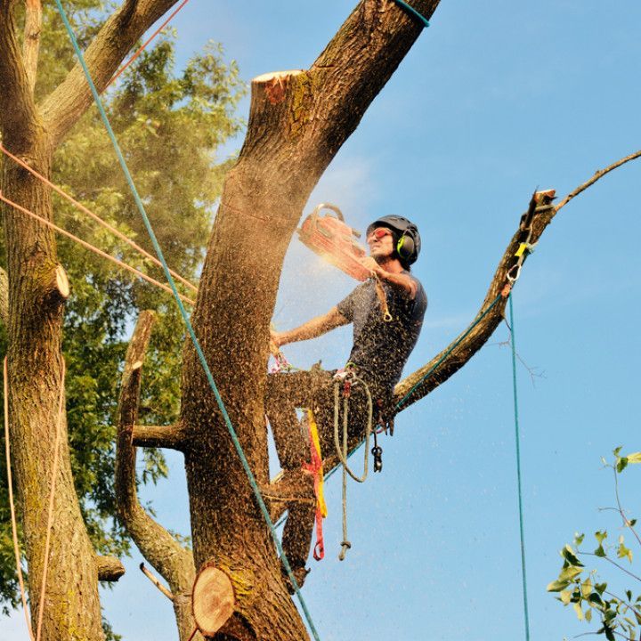 Arborist cuts a tree branch with a chainsaw, secured by ropes, outdoors.