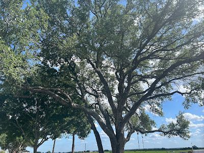 Large tree with sprawling branches and green leaves against a blue sky.