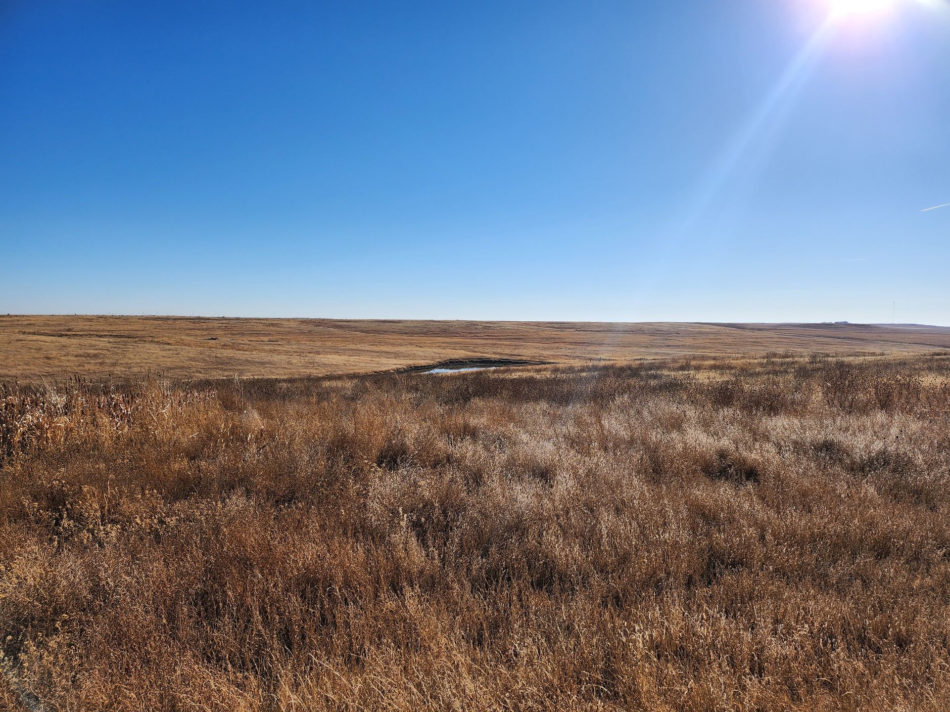 A field of dry grass with a blue sky in the background
