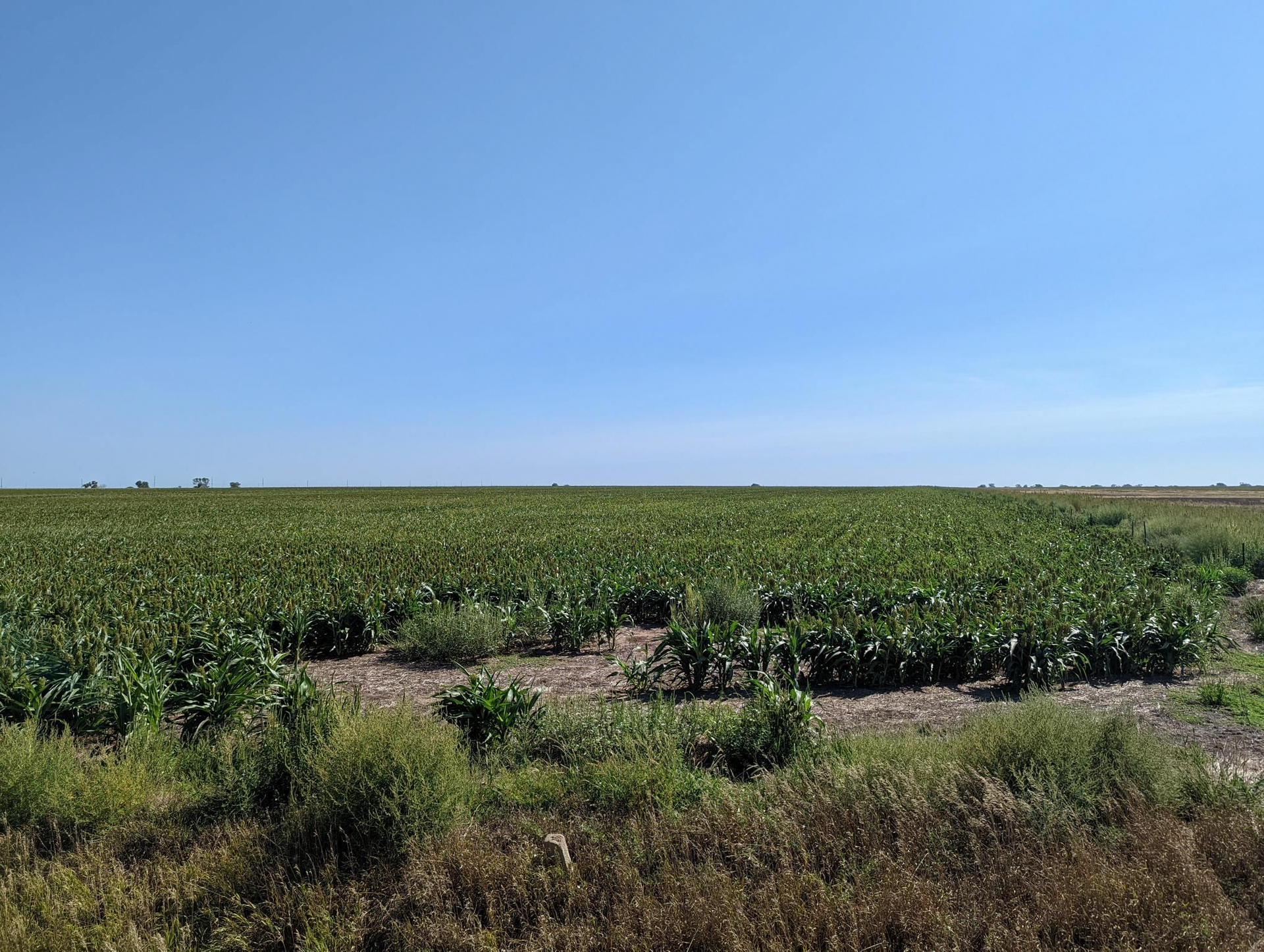 A large green field with a blue sky in the background