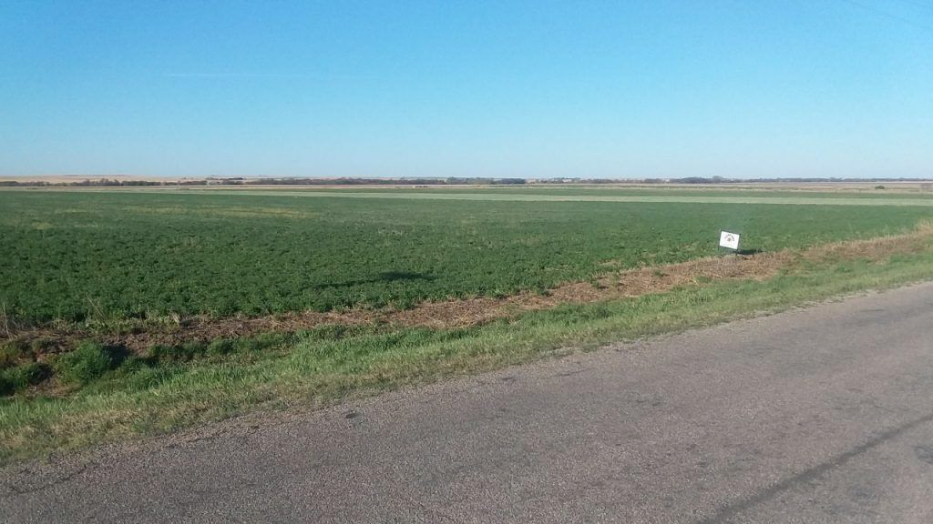 A road going through a grassy field with a blue sky in the background.
