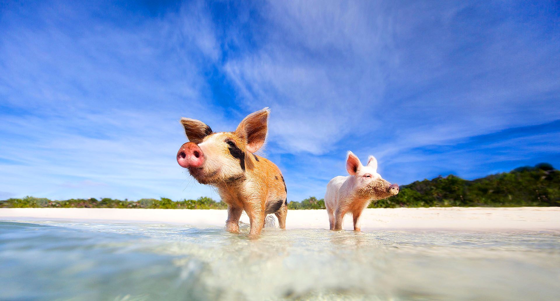 Un hombre y una mujer caminan por una playa con palmeras.